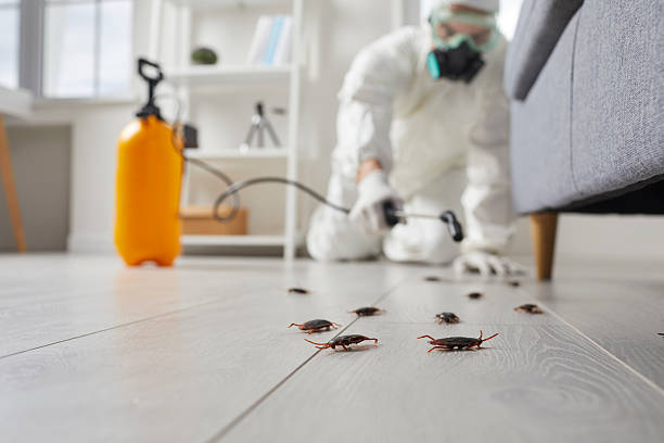 Commercial Rodent Management in Grand Bay